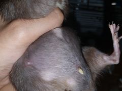 -瑞派·关忠动物医院·异宠专科·犬猫肿瘤·皮肤专科(望京店)