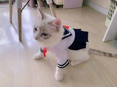 -Bastet sally猫舍购宠(静安店)