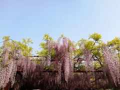 -嘉定紫藤园