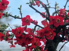 -樱桃山旅游景区