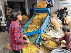 -苏州市吴中区光福窑上花果蜜饯厂