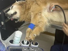 -爱诺耐芙动物医院(万博店)