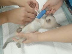 -奈斯宠物医院·核磁CT·异宠专科·内镜(中南店)