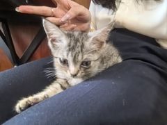 -楼上猫咖(罗湖店)