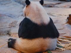 -广州长隆野生动物世界