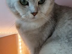 -猫儿山۰猫主题餐厅