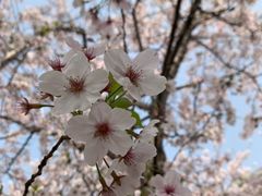 -高东镇樱花园