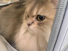 -爱洗澡的猫(天河路店)