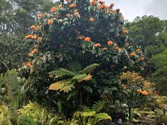 -深圳仙湖植物园