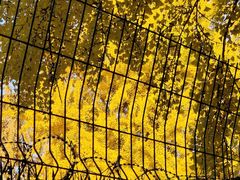 -三里屯东五街银杏大道