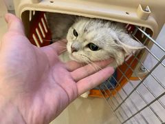 -70cat德文卷毛猫·缅因猫纯种猫舍