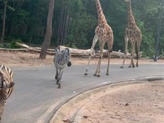 -清迈夜间动物园