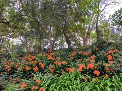 -墨尔本皇家植物园