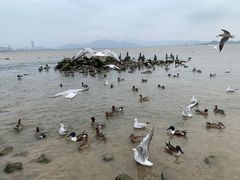 -深圳湾公园(南山区)