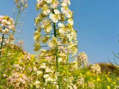 -中国天府农业博览园