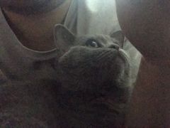 -猫大福·Fortune Cat猫舍(百子湾店)