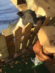 -萌宠亲子动物乐园(槐房万达店)