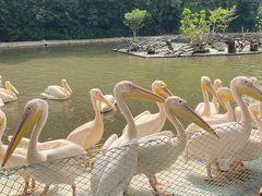 -广州长隆飞鸟乐园