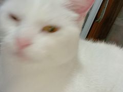 -1013 PET SHOP 宠物商店(近铁城市广场店)