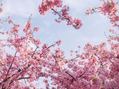 -上海辰山植物园