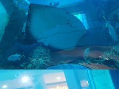 -乐从天佑城海洋馆