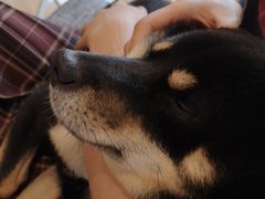 -南京Hallo宠物乐园·哈罗犬舍·柴犬繁育基地