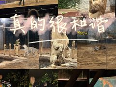 -清迈夜间动物园