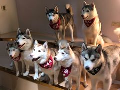 -Husky Go! 哈士奇体验馆·宠物咖啡厅狗咖