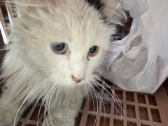 -北京观赏动物医院·24小时大型综合·猫专科·异宠专科