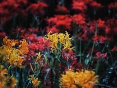 -杭州植物园
