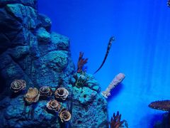 -上海海洋水族馆