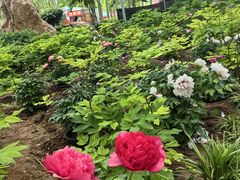 -洛阳市隋唐城遗址植物园