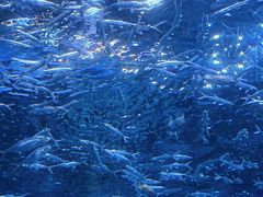-海合安成都极地海洋公园