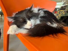 -平行世界·猫咖(首经贸店)
