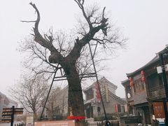 -老槐树煎包