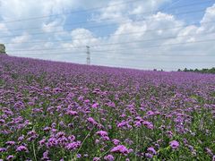 -紫颐香薰山谷景区