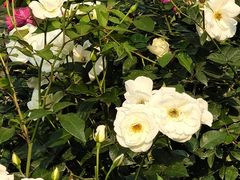 -人民公园(罗湖区)