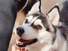 -Husky Go! 哈士奇体验馆·宠物咖啡厅狗咖