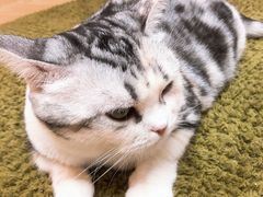 糖墩儿-猫和宫(六道口店)
