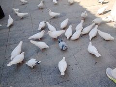 -西安大兴善寺