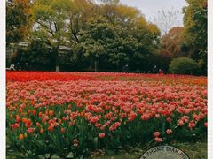 -上海鲜花港