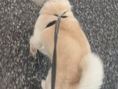 -瑞鹏宠物医院·内科·中兽医·骨科(苗圃店)