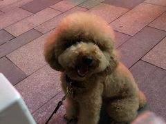 -喵汪宠物生活馆(涞坊路店)