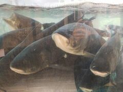 -老傅家湘潭水煮活鱼店(众一国际店)