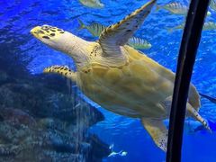 -太平洋海底世界