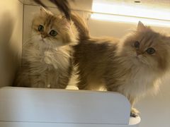 -十月米努特矮脚猫舍