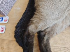 -藏猫猫咖啡主题馆(中央大道店)