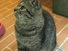 -猫咪博物馆(顶澳仔猫街店)