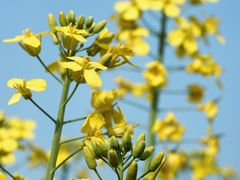 -汉长安城未央宫国家考古遗址公园