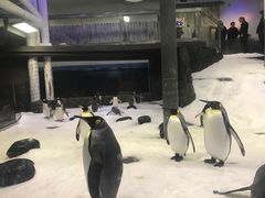 -悉尼海洋生物水族馆